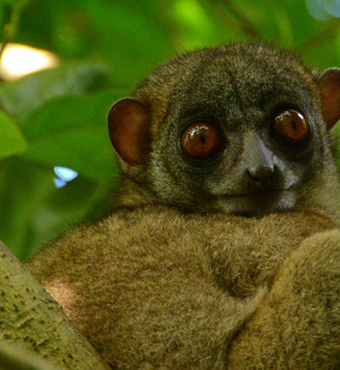 Boa de Madagascar